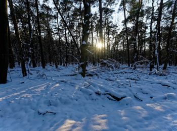 Tocht Te voet Ermelo - Leuvenumse bos vrije wandeling - Photo