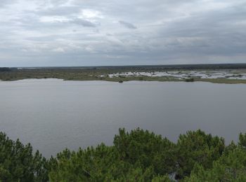 Tour Wandern Lacanau - Balade Réserve de l'étang de Cousseau - Photo