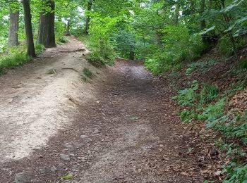 Trail Walking Liège - Grivegnée-Fayenbois  - Photo