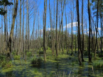 Tour Zu Fuß Spreewaldheide - Wanderweg Wildnispfad - Photo