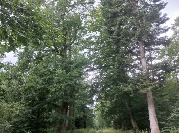 Randonnée Course à pied Geestland - rondje bos en meer - Photo