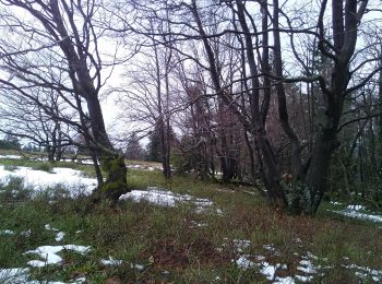 Randonnée A pied Winterberg - Heilklimatour 1 - Wald genießen - Photo