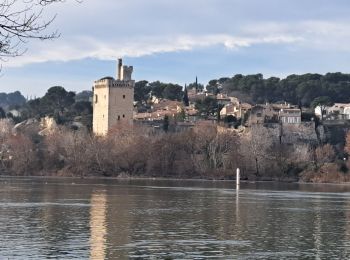 Tour Wandern Avignon - ile de la Barthelasse - Photo