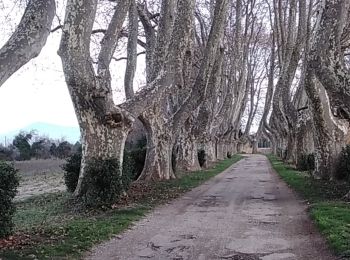 Tour Wandern Sarrians - sarrians 84 l epine les grones  verclos - Photo