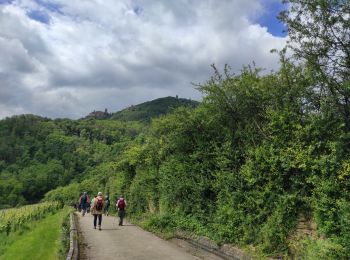 Tour Wandern Rappoltsweiler - Ribeauvillé les 3 château  - Photo