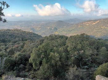 Tour Wandern Bormes-les-Mimosas - Les 3 cols de Bormes Les Mimosas-31-01-2024 - Photo