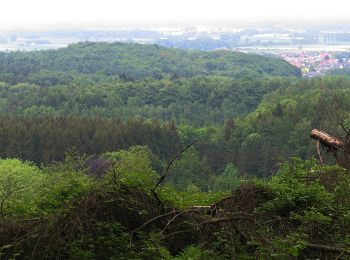 Trail On foot Rödinghausen - Limberg-Nonnenstein-Weg - Photo