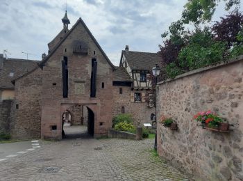 Tocht Stappen Hunawihr - De Hunawihr à Riquewihr - Photo