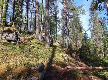 Trail On foot Rautalampi - Kalajan kierros - Photo