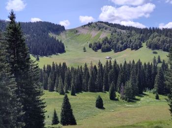 Tour Wandern Les Rousses - Mont Sala vue sur le Leman - Photo