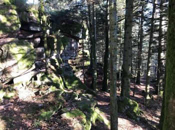 Tour Wandern Sankt Didel - Ormont- 15km - Photo