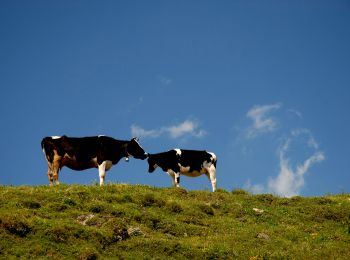 Tour Zu Fuß Brenner - IT-22 - Photo