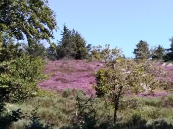 Randonnée Marche Fraisse-sur-Agout - Tour Lac de Vézoles - Photo