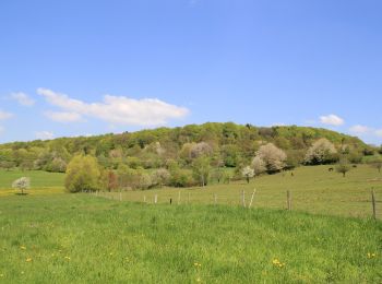 Excursión A pie Geiselbach - Blauer Laubbaum, Rundwanderweg Geiselbach - Photo