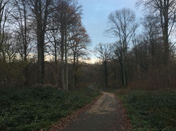 Trail Walking Saint-Nom-la-Bretèche - Un tour en Forêt de Marly - Photo