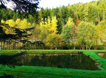 Tocht Te voet Grömbach - Pfaffenstube-Göttelfingen - Photo