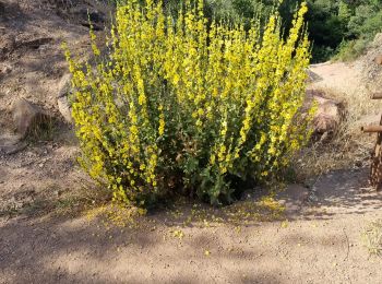 Trail Walking Roquebrune-sur-Argens - z le Blavet 18-06-24 - Photo