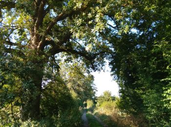 Trail Walking Frocourt - Sentier de Frocourt - Photo