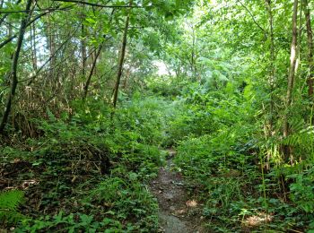 Trail Walking Limerzel - Limerzel Sentier du Sillon - Photo