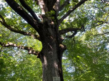 Randonnée Marche Poigny-la-Forêt - Poigny sud - Photo