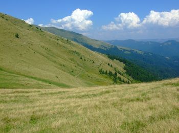 Randonnée A pied Repedea - Repedea-Culmea Rugasului-Lacul Vinderel - Photo