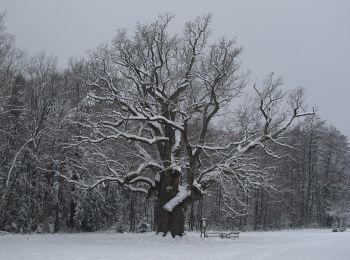 Randonnée A pied Bad Blumau - Safentalweg - Photo