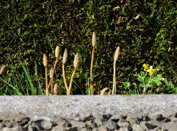 Percorso A piedi Deutschfeistritz - Wanderweg 19 - Photo