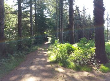 Randonnée Vélo électrique Pluvigner - Boucle dans la forêt de Florange à partir de Bieuzy Lanvaux - Photo