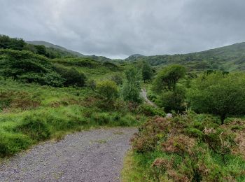 Tocht Stappen Kenmare Municipal District - Gowlane - Killarney (Abbey Cross) - Photo