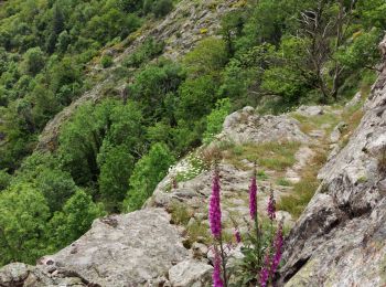 Tour Wandern Vallées-d'Antraigues-Asperjoc - Entraigues  - Photo