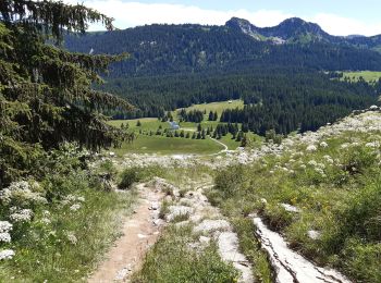 Trail Walking Glières-Val-de-Borne - pas du roc depuis glières  - Photo