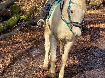 Trail Horseback riding Saint-Martin - Dimanche 25 février 24 aller - Photo