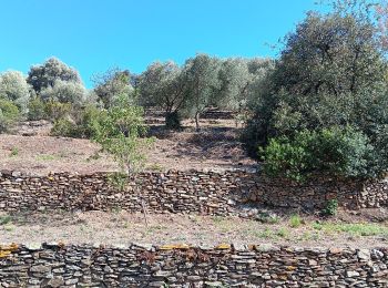 Trail Walking Port-Vendres - les Paulilles - Cap Bear via le sentier du littoral  / retour via collines et vignes  - Photo