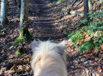 Trail Horseback riding Goxwiller - Mont saint Odile cva tryggur  - Photo