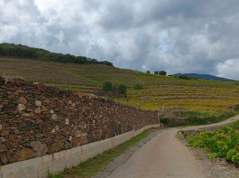 Tour Wandern Collioure - commioure entre pradells et consolation  - Photo