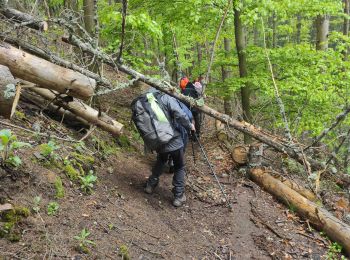 Tocht Stappen Thann - Thann Rehbrunnel  - Photo