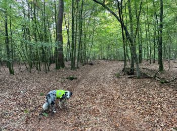 Trail Walking Léglise - Bombois 8-9 km - Photo