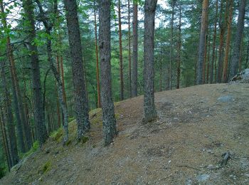 Tocht Te voet Saarijärvi - Kulhanvuoren luontopolku - Photo