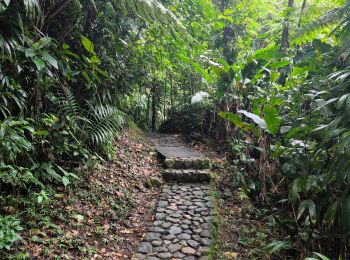 Tocht Stappen Saint-Claude - Guadeloupe - Chute du Galion - La Citerne - Photo