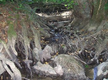 Randonnée A pied Butzbach - Wanderwege Wiesental - Libelle - Photo