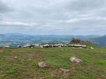 Randonnée sport Lecumberry - Buluntza, Vautours et Milans - Photo