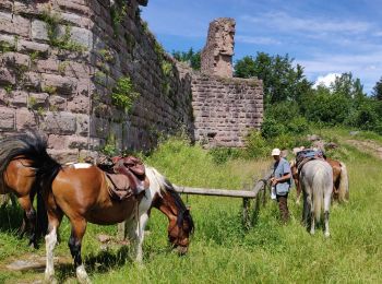 Trail Horseback riding Orbey - 2020-06-28 WE Orbey Petit Hohnack Glasborn - Photo