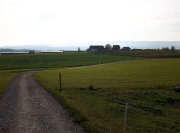 Randonnée A pied Knonau - Knonau - Hinter-Uttenberg - Photo