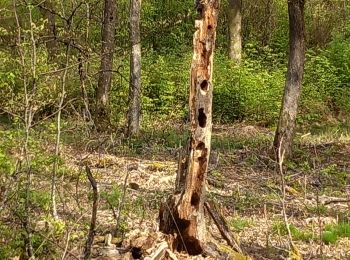 Tocht Stappen Hadol - Hadol 01 mai - Photo