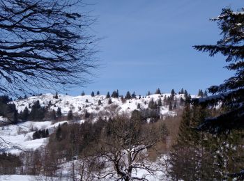 Randonnée Raquettes à neige Saulxures-sur-Moselotte - col des hayes - Photo