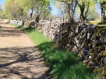 Trail Walking Loubressac - loubressac - Photo