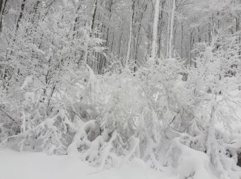 Tocht Sneeuwschoenen Sondernach - raquette Schneff - Photo