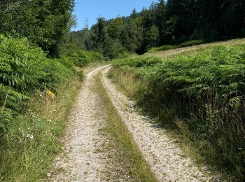 Tocht Stappen Soudeilles - F 2024 puy de la tourte Soudeilled - Photo