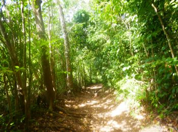 Randonnée Marche Sainte-Luce - Forêt de Montravail Martinique - Photo