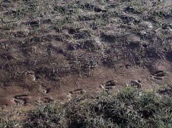 Tocht Te voet Schefflenz - Rundwanderweg Schefflenz 1: Hohes-Kreuz-Weg - Photo